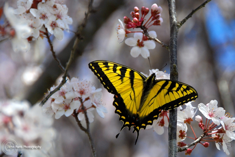 Tiger Swallowtail Butterfly