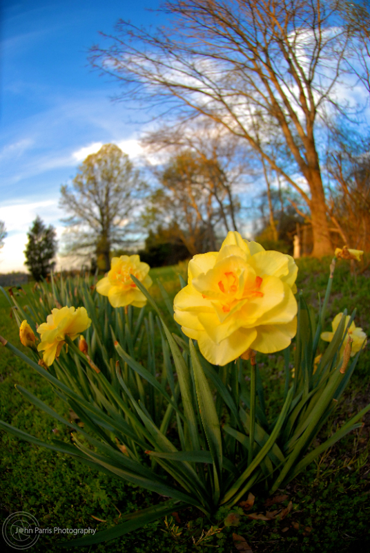 Yellow flowers on a Spring day