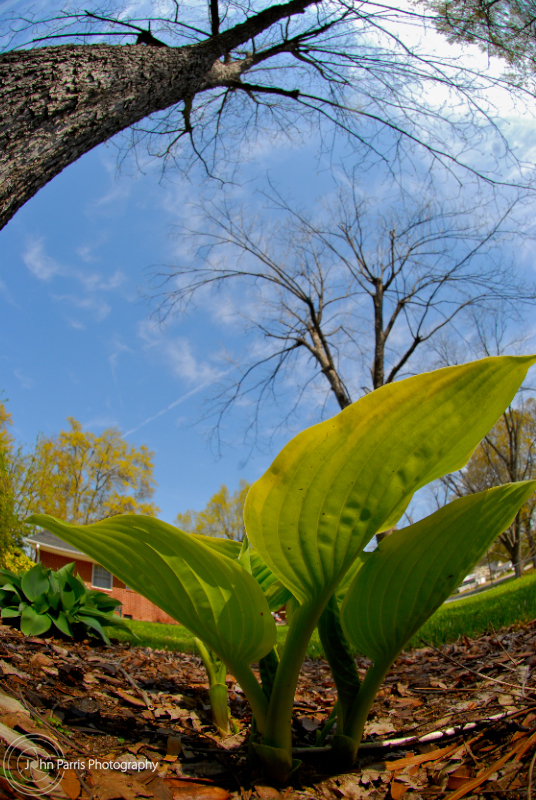 Hostas on a Spring day from an ant's perspective