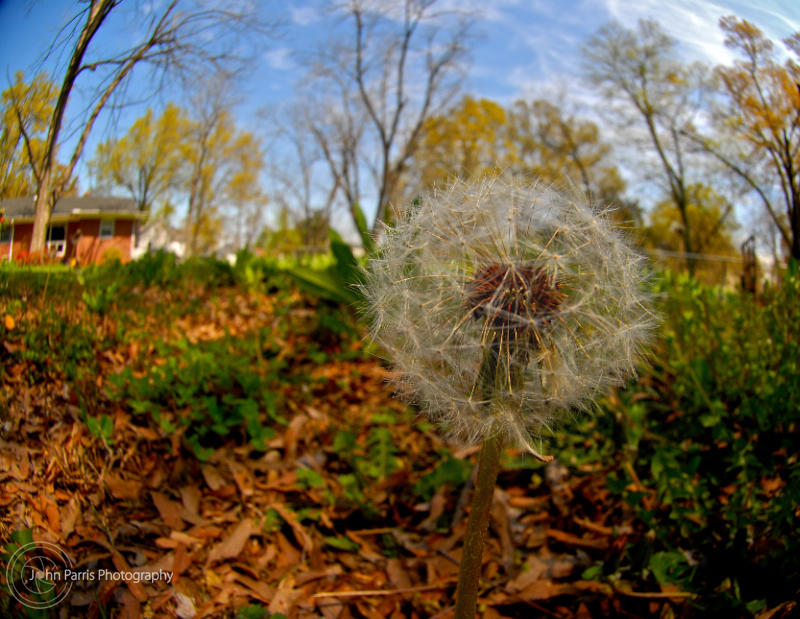 Dandelion