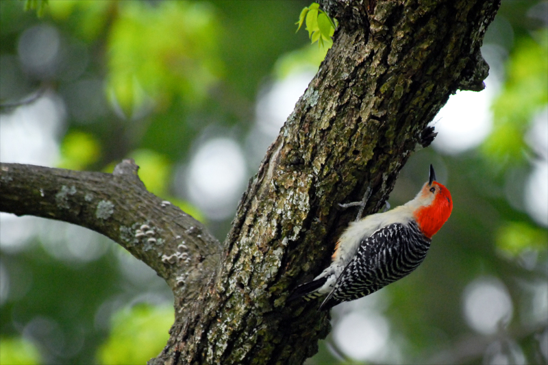 Red-bellied woodpecker in a pecan tree