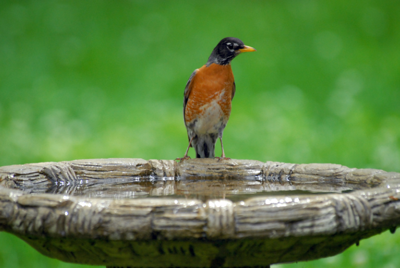 American Robin at the birdbath looking like a penguin