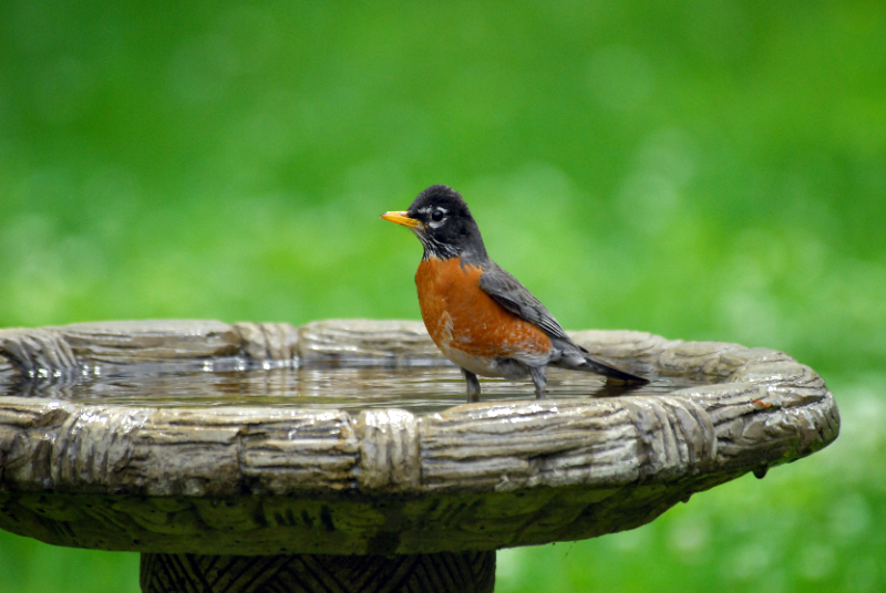 American Robin in the birdbath with head feathers standing up
