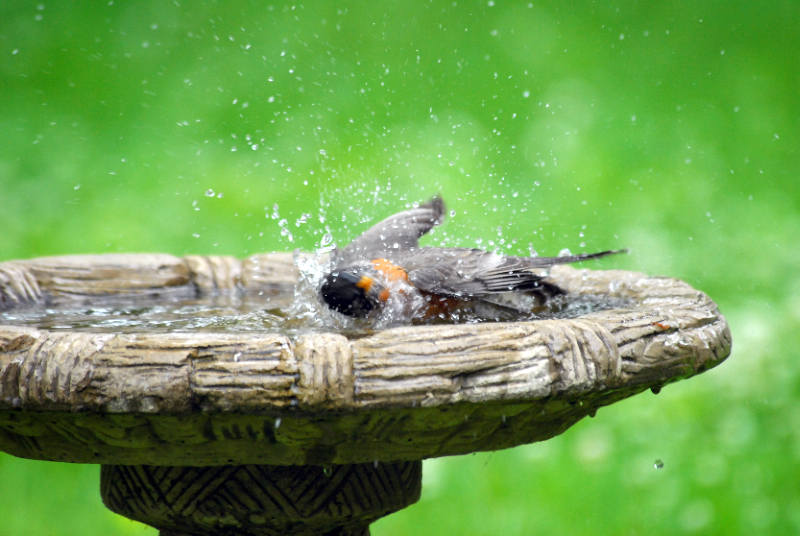 American Robin taking a bath