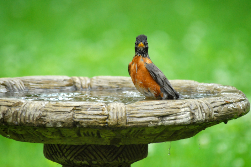 American Robin catches me observing him