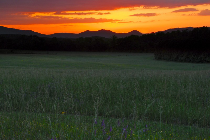 Mountain meadow