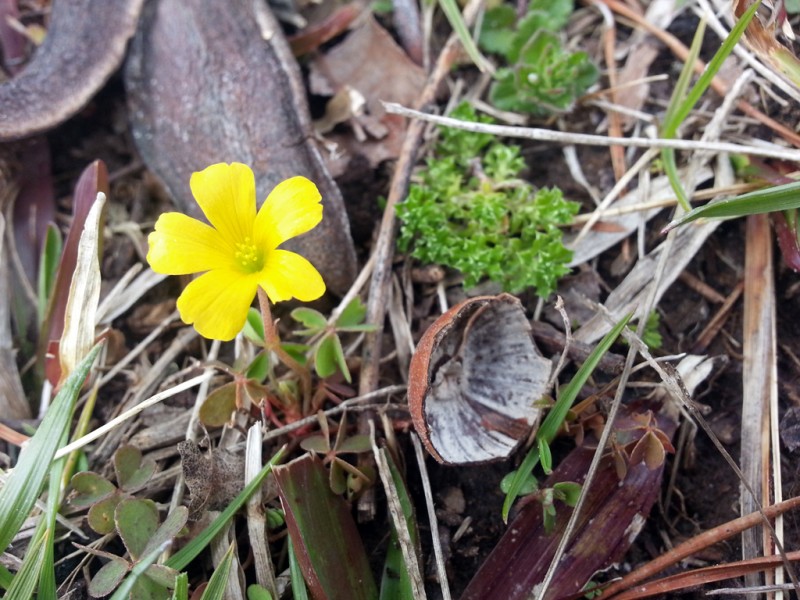 2013 Spring - Yellow Flower