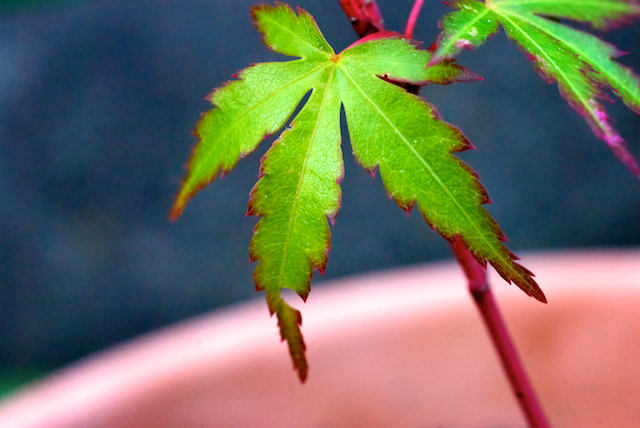 Japanese Maple