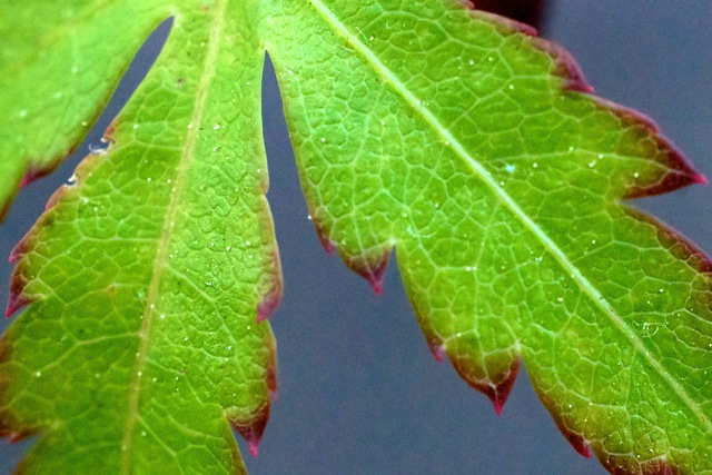 Japanese Maple Leaf