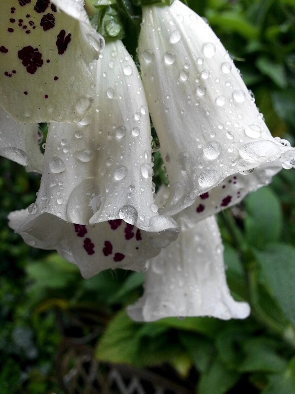 Foxglove in the rain