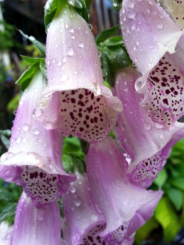 Purple foxglove in the rain