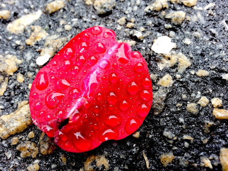 Rose petal in the rain