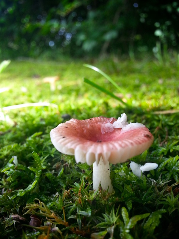 Lone mushroom