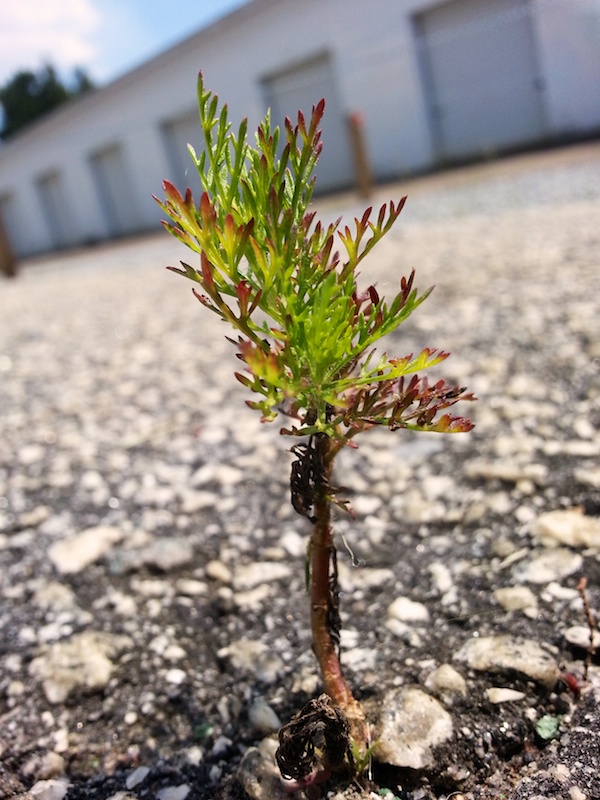 Two-inch tree