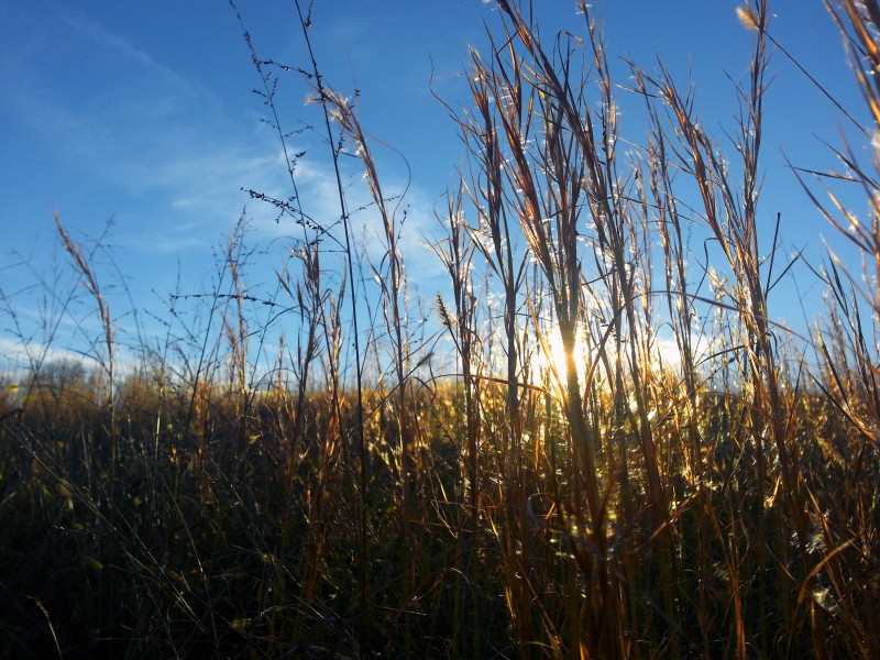 Sunset through the hay