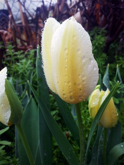 Tulips in the rain