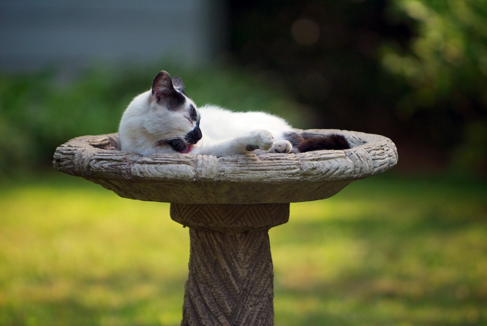 A cat bathing in a birdbath